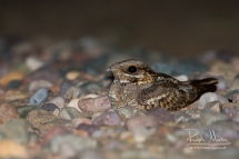 The Red-necked Nightjar occurs in Spain and North-Africa. It is the biggest Nightjar in Europe with more than 30 cm length.