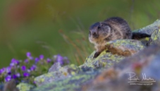 Young Alpine Marmot (Marmota marmota)