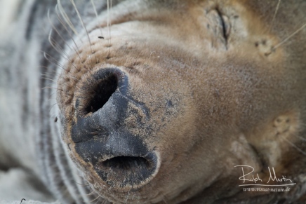 Horsehead Seal (Halichoerus grypus)