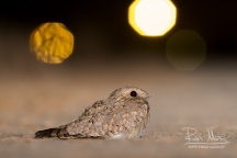 The Egyptian Nightjar is a specie that occurs in North-Africa, the Middle East and Asia. Its colour is adapted to the pale sand of deserts.