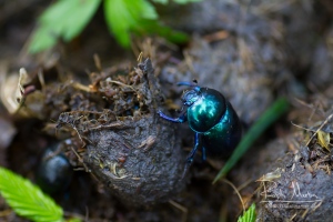 This beetle lives in bison faeces.