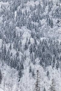 Snowy Black Forest