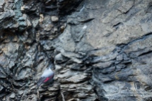 Wallcreepers search for food in rock fissures