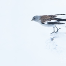 White-winged Snowfinch - Schneefink - Plectrophenax nivalis