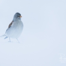 White-winged Snowfinch - Schneefink - Plectrophenax nivalis